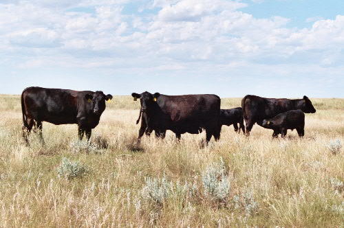Can We Rebuild the Beef Cow Herd? Part 1