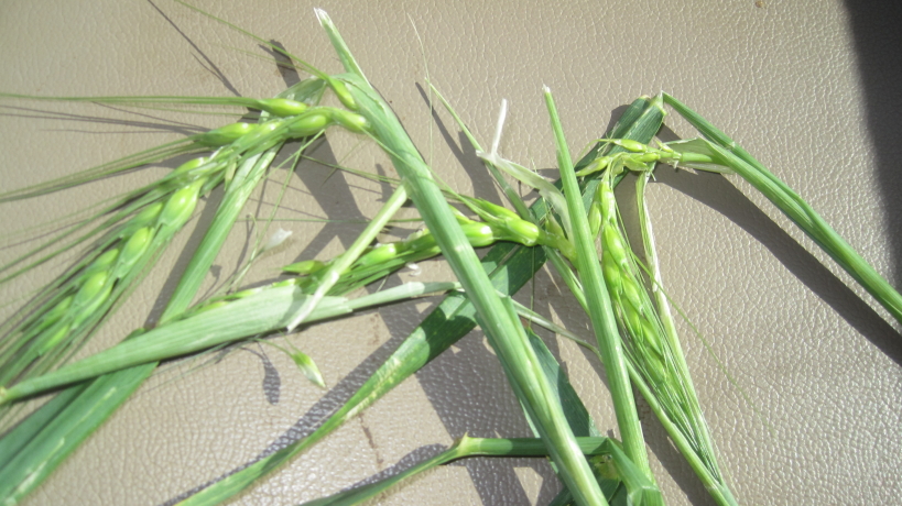 Oklahoma Wheat Crop Estimate Off 45 Percent from 2012 Harvest