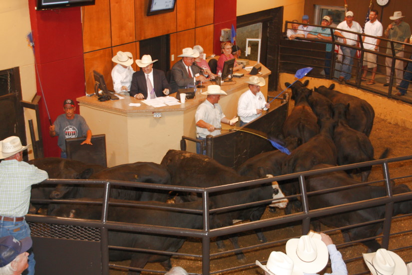 Five Oklahomans Among Semi-Finalists in World Livestock Auctioneer Championship