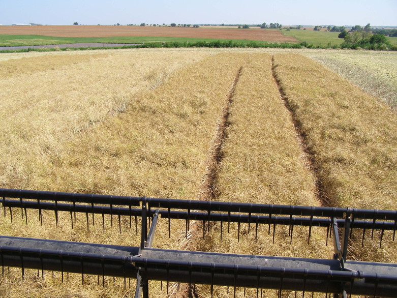 Canola Harvest Review and Winter Canola Conference Preview- Dr. Ron Sholar