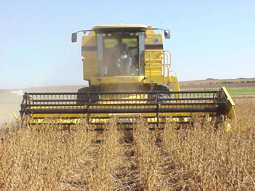 Farmers Report Record Drop in Soybean Yields