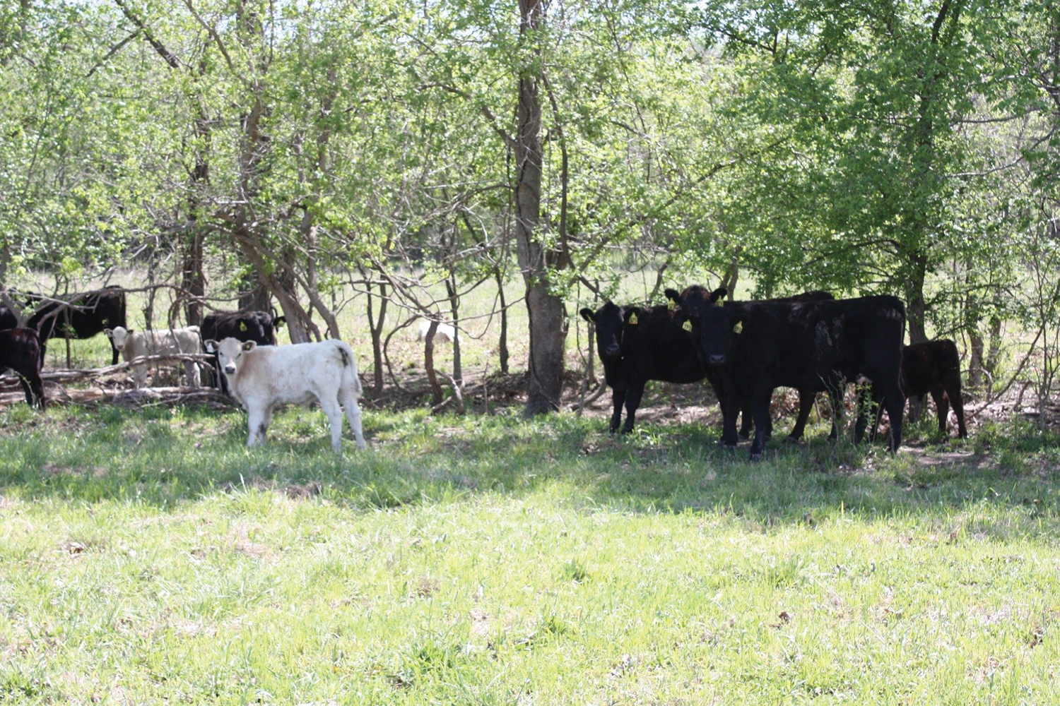 Preventing Cattle Heat StressTakes Priority in Summer 