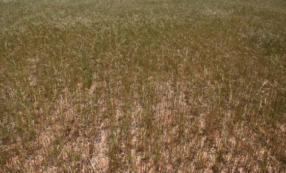 Oklahoma Wheat Growers Urge USDA to Follow the Law