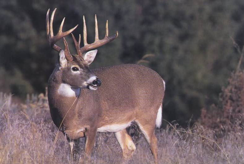 2014 Deer Hunting Season Underway