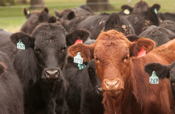 Selk Recommends Using Ionophores in Replacement Heifer Diets