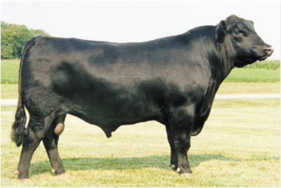 Angus Demand Continues to Make Higher Highs