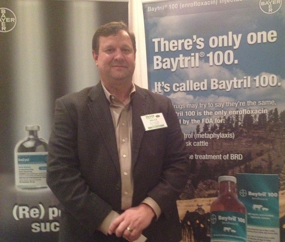 Baytril 100 Offers Cattle Producers Options in Treating BRD 
