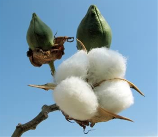 National Cotton Council Offers Farm Bill Information Online 