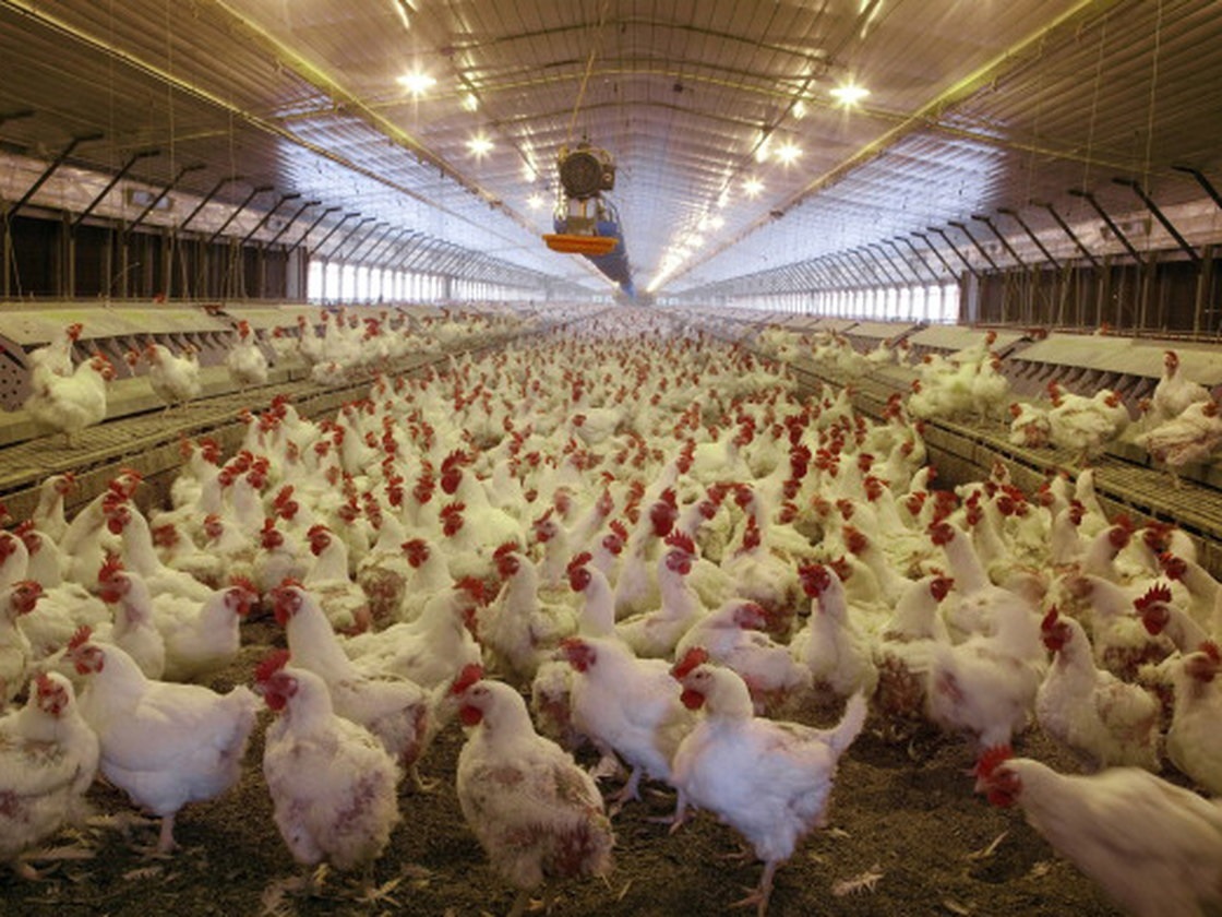 National Chicken Council Urges Passage of Trade Promotion Authority