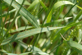 Early Reports of Leaf and Stripe Rust in Oklahoma and Texas