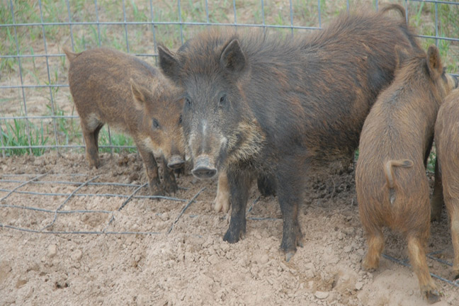 Amended Feral Hog Bill, HB1104, Supported by Oklahoma Pork Council