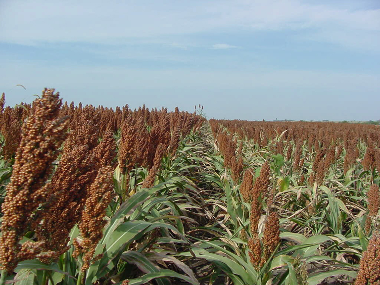 More Soybean and Sorghum Acres Anticipated for Oklahoma This Spring- Canola Acres Off 46%
