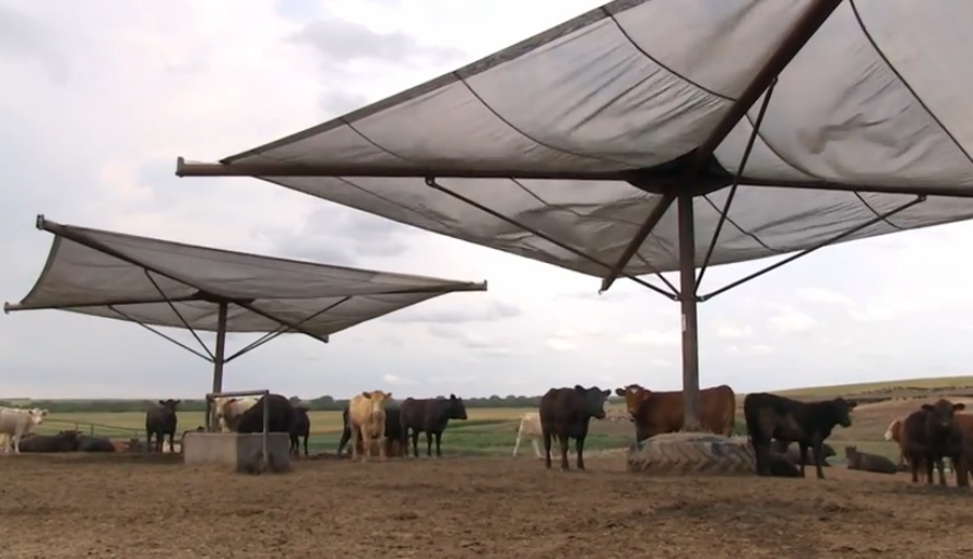 Cattle Feeders Should Plan Now for Summer Heat