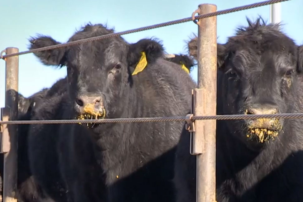 Leffler Says Cattle on Feed Numbers Bearish News to Futures Market