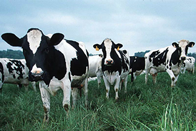 Signup Begins Wednesday for the Dairy Margin Protection Program at Your Local FSA Office