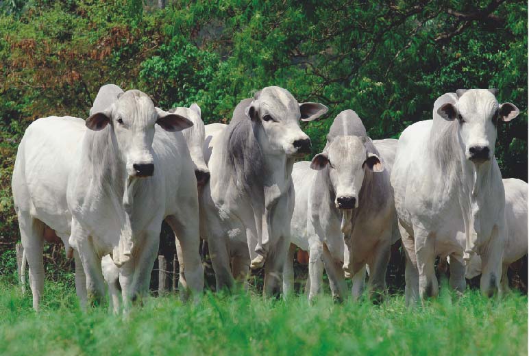 NCBA Calls Obama Administration Arrogant Over Decision Allowing Fresh Beef From South America