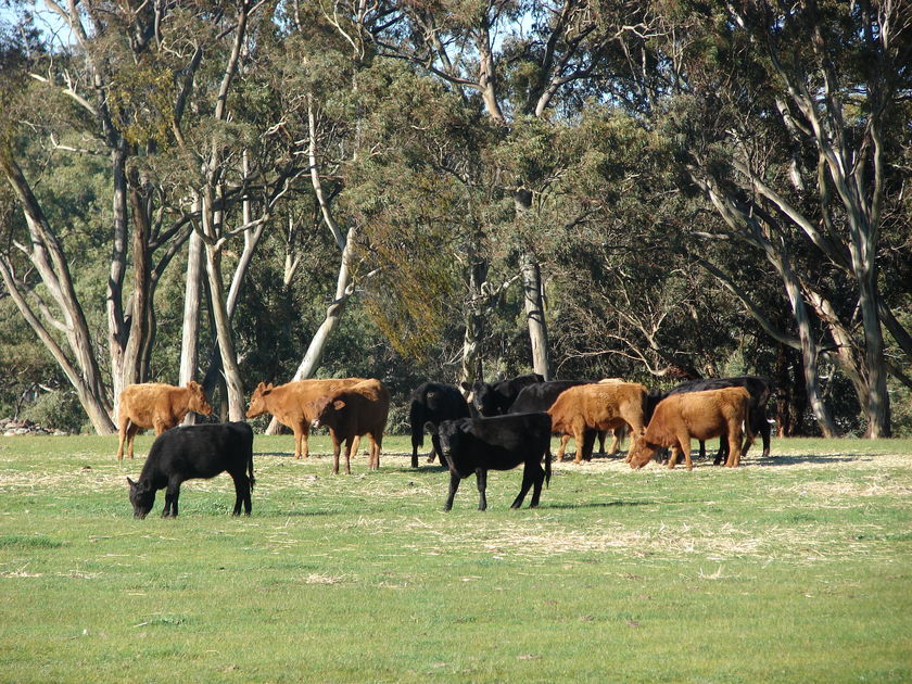 Australian Drought Leads to Massive Herd Liquidation, While Helping U.S. Beef Supplies