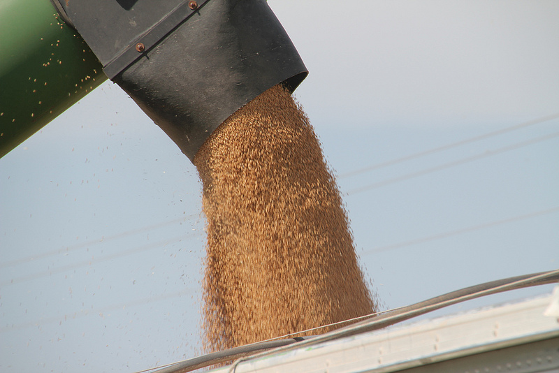 Combines Roll as Wheat Harvest Underway Almost Border to Border in Oklahoma-The June 8 Report 