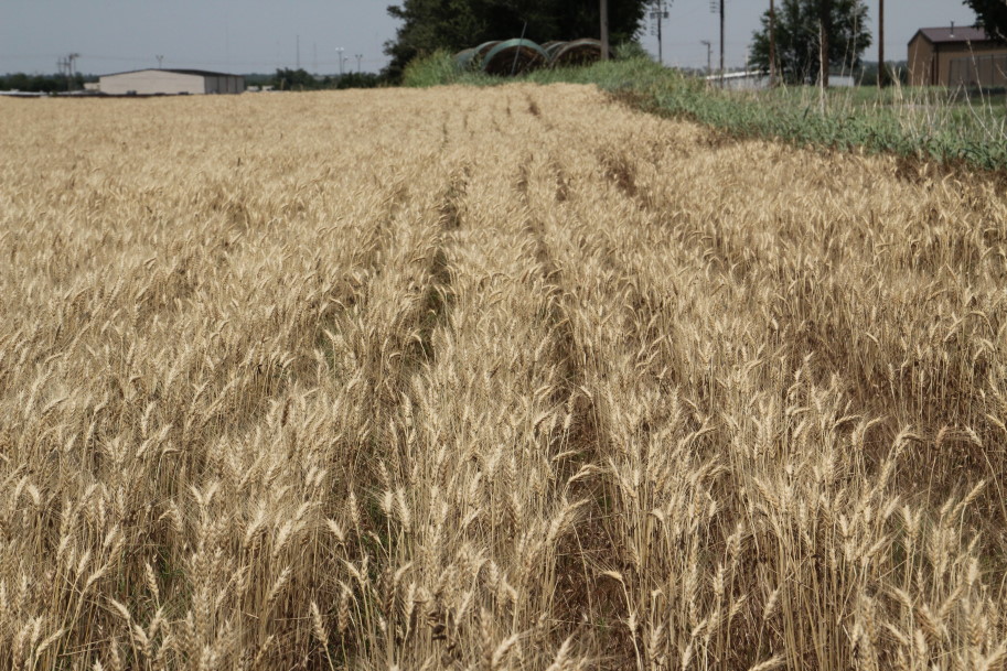 The 2015 Oklahoma Wheat Harvest Rapidly Expands North of I-40- WheatWatch 2015