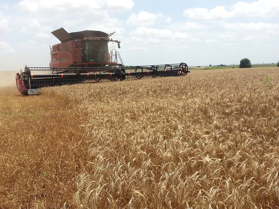 Wheat Harvest Gains Momentum- Harvest Conditions Look Good for the Week Ahead