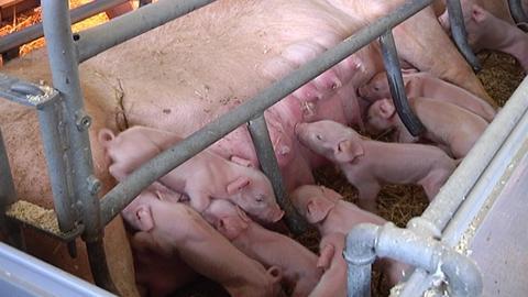 Chuck Grassley Asks for Justice Department Review of JBS- Cargill Pork Deal