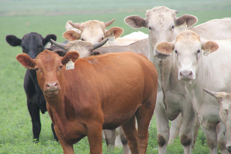 Cattle Prices Are Now Headed, Slowly But Surely, Downward- Jim Robb of the LMIC