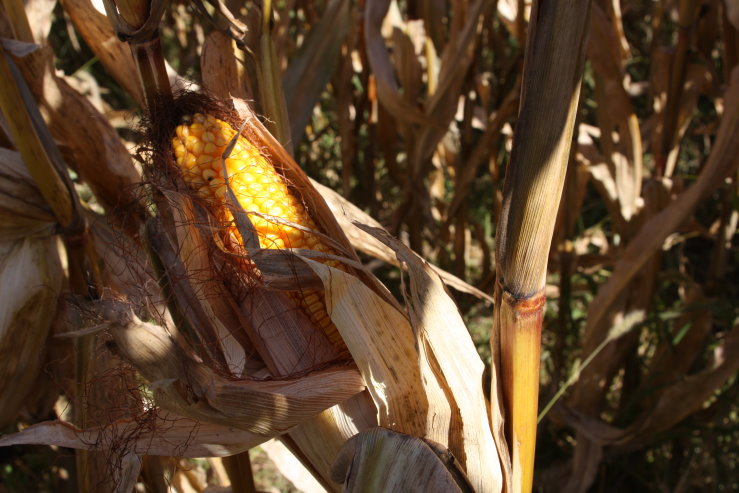 Cooler Weather Slows Progress of Nation's Row Crops