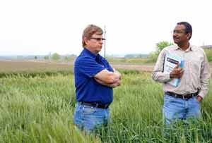 New Winter Wheat Cultivar Shows Resistance to Rust