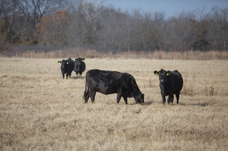 Noble Foundation Finds Proper Management Promotes Fall, Winter Grazing