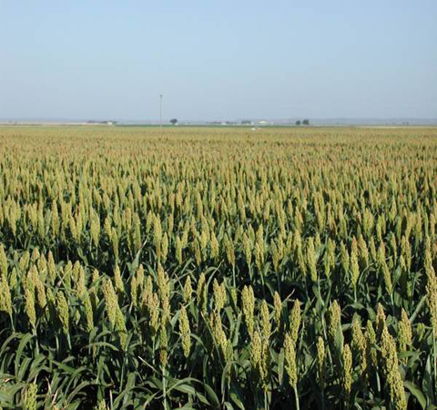 Sorghum Checkoff Working to Build Demand for Crop from Multiple Sources