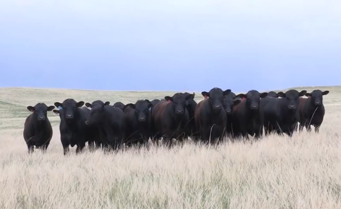High-Quality Cattle Help Provide Consistency in Today's Wild Cattle Markets