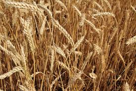 Decreased World Wheat Estimates Could Mean Good News for Farmers
