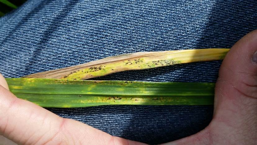 OSU Wheat Disease Specialist Dr. Bob Hunger Reports Effects of Stripe Rust Evident 