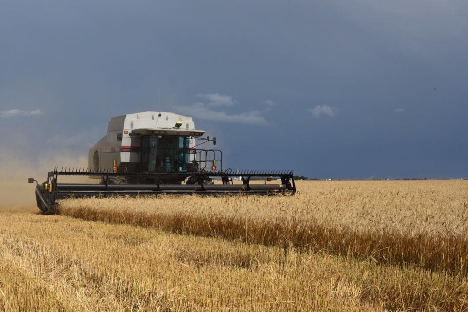 Oklahoma Wheat Commission Kicks Off 2016 Harvest Updates- Reports Limited Cutting to Date as Rains Frustrate Farmers