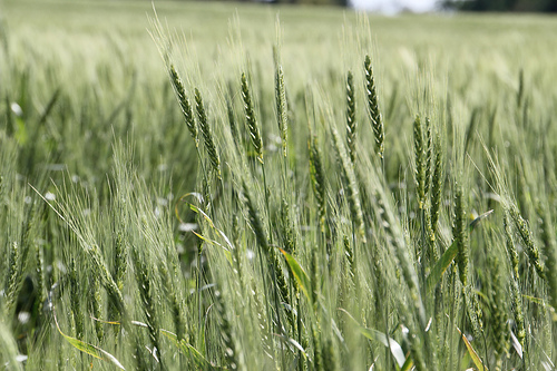 Oklahoma Wheat Crop Predicted at 130.65 Million Bushels for 2016- The Best Crop Since 2012