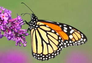 Op-Ed: Monarchs Still Need Milkweed and Farmers Are Growing It