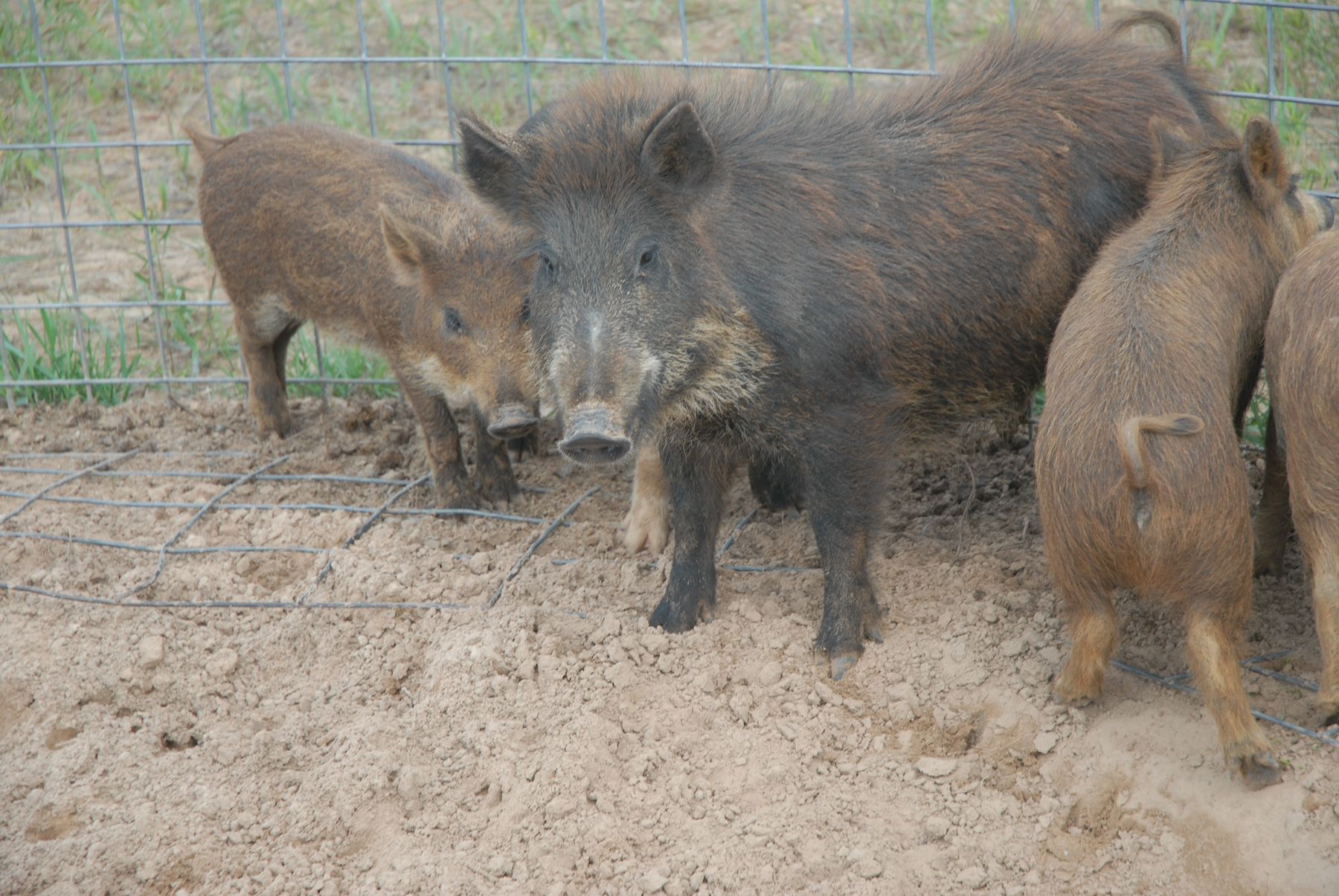 Bill to Eliminate Restrictions on Hunting of Feral Hogs Clears Senate 40 to O- Ready for Governor's Signature