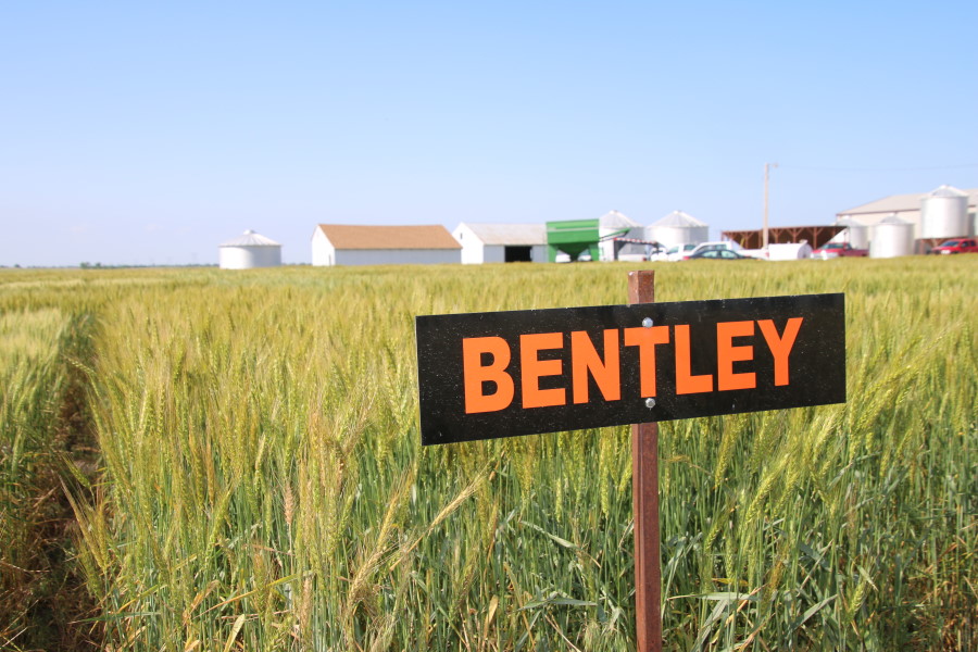 OSU Wheat Breeder Brett Carver Likes His Two Newest Varieties- and Expects Big Things Coming Through the Pipeline in the Days Ahead