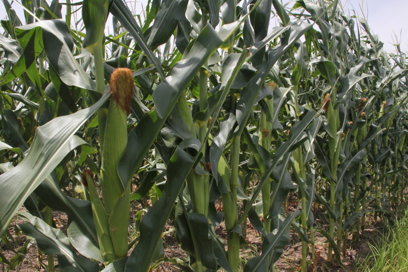 USDA Offers Corn Acreage Surprise in Mid Year Acreage Report