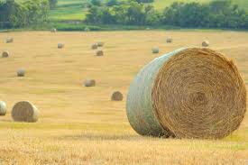 Haying, Harvesting Tips To Help Reduce Wildlife Mortality
