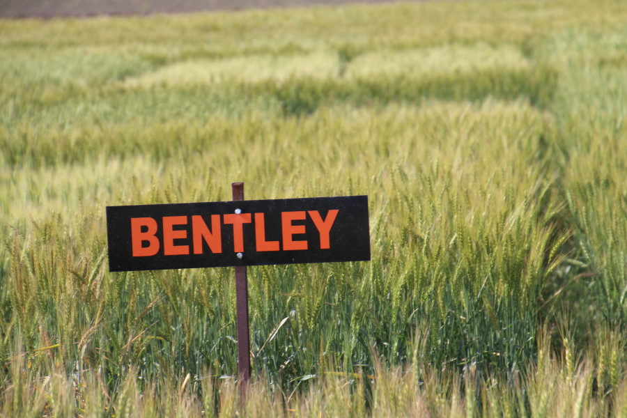 OSU Hard Red Wheat Variety Bentley Tops OSU Wheat Variety Trials for 2016