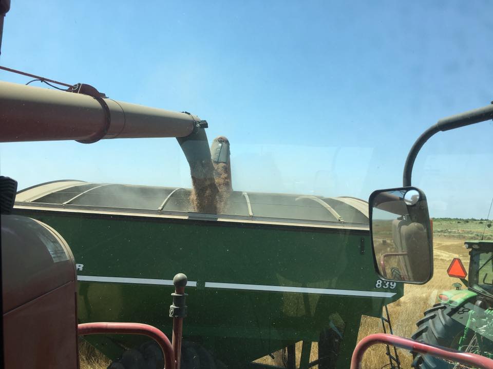 Plains Grains Wheat Harvest Update- Oklahoma 97%, Texas 88% and Kansas 81% Complete 
