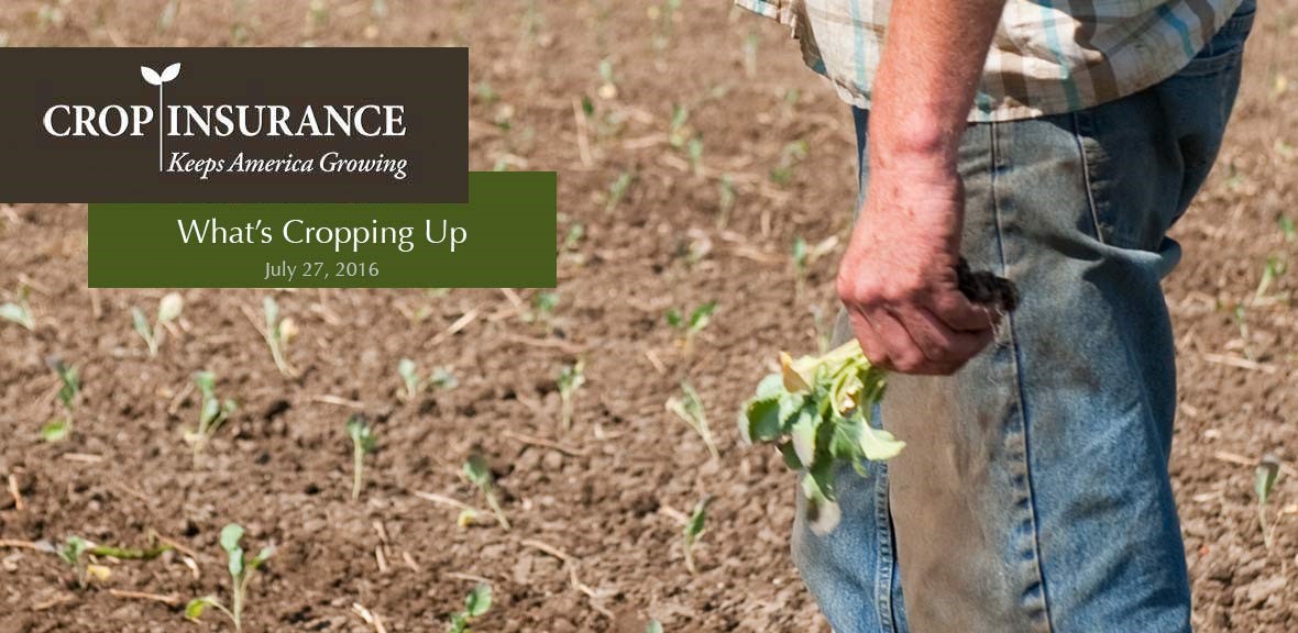 Federal Crop Insurance - The Success Story Critics Don't Want You to Hear