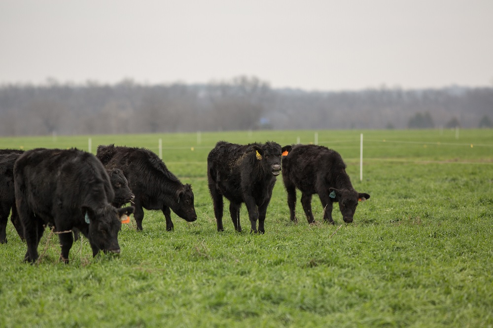 Better Grazing Management Could Lead to Better Profits - Dr. Derrell Peel Explains How