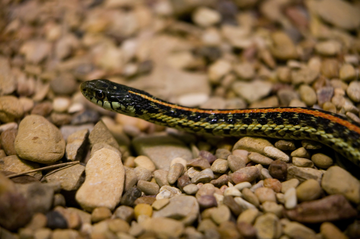 Oklahoma Farm Report - Snakes on the Plains - What to Do If You