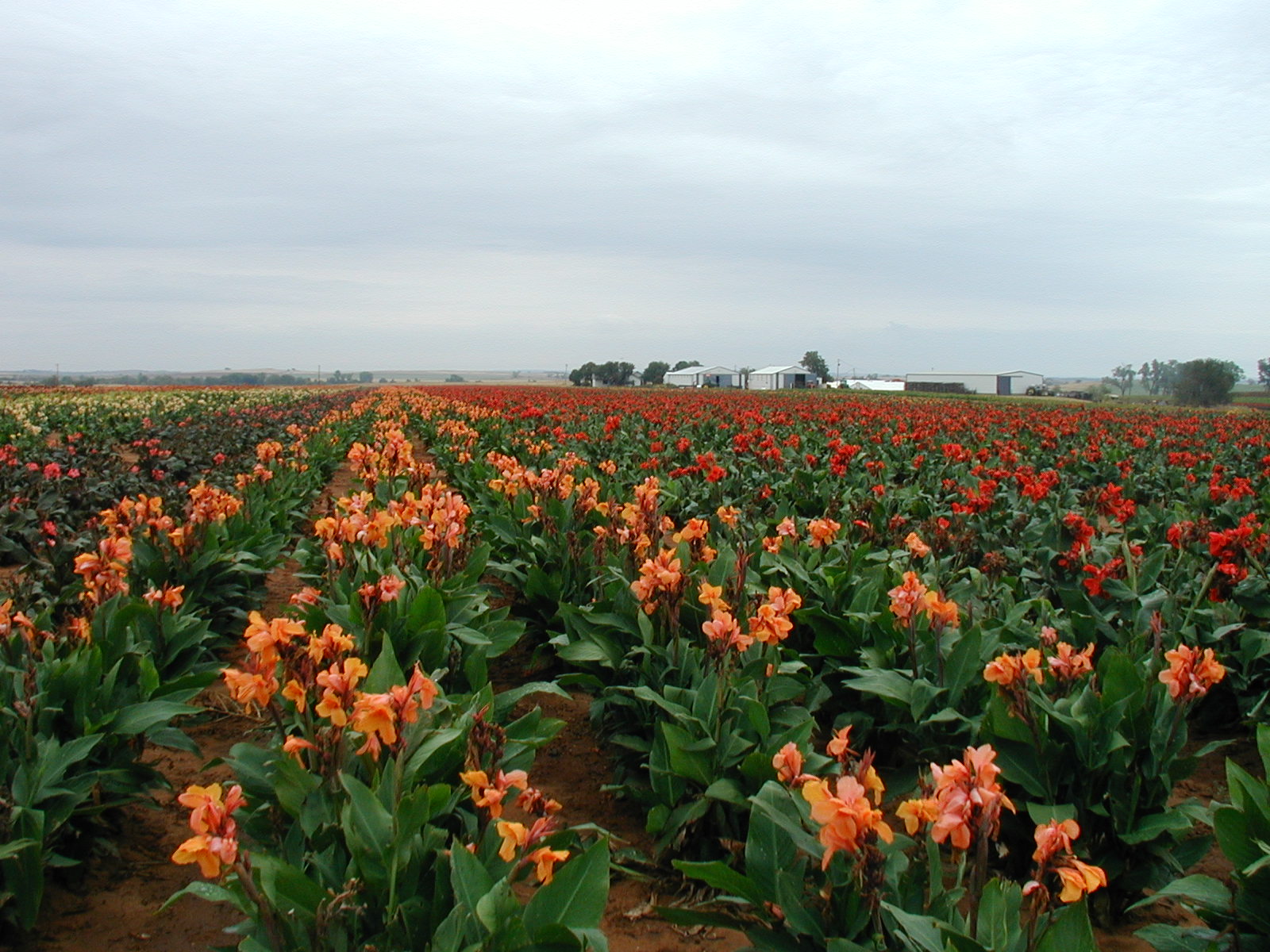Oklahoma Farm Report Horn Canna Farm of Carnegie, Okla. Has Added