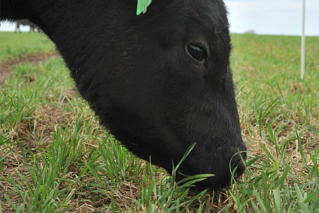 Why Buy It When You Can Graze It? Keep Fall Forage in Mind While Planting Wheat Pasture