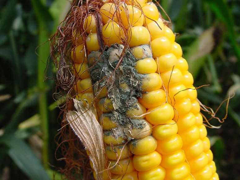 DEKALB DiseaseShield Products to Debut This Growing Season Leading Industry In Corn Defense