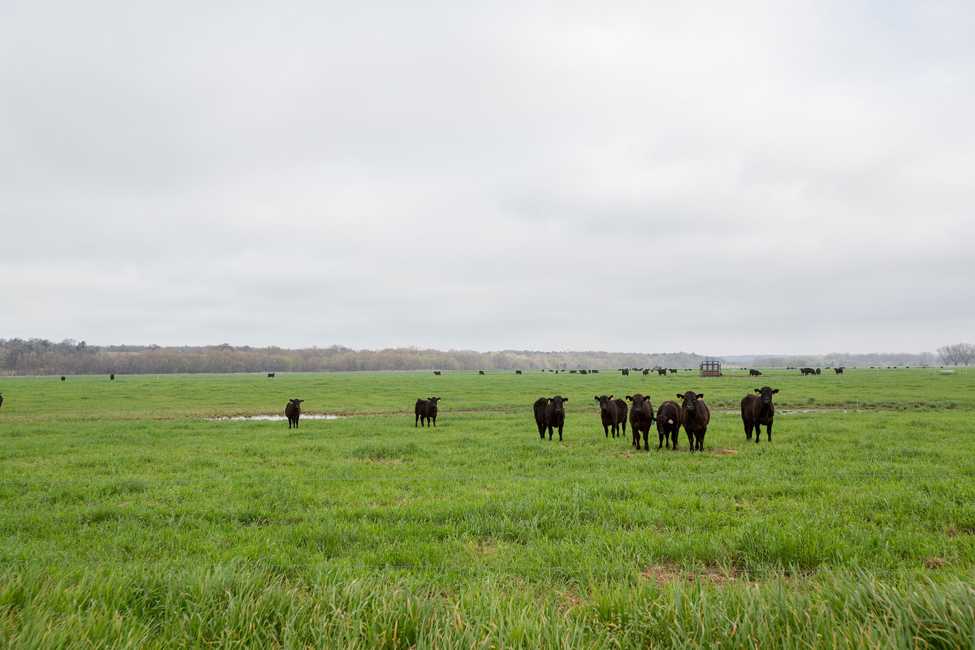 Noble Foundation Invites Producers to Attend High Stock Density Grazing Workshop