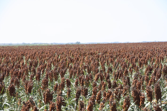Agriculture Secretary Vilsack Appoints Four New Members to Sorghum Board
